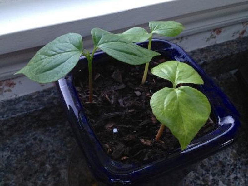 Silk Floss Tree Seeds Organic Etsy