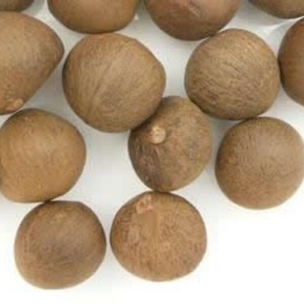 Green Tea seeds - Camillia sinensis