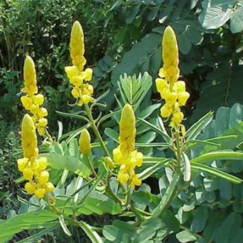 Candelabra Bush Candle Bush Senna alata Seeds Etsy