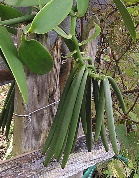 Vanilla Bean Orchids - Etsy Canada