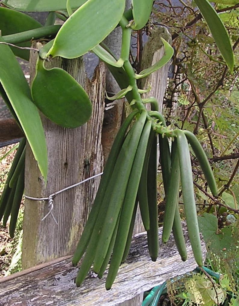 Vanilla plants. Vanilla planifolia. Ваниль плосколистная (Vanilla planifolia) на Гоа плантации. Ваниль дерево. Стручок ванили на дереве.