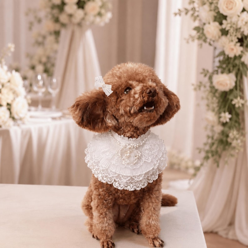 May include: A brown poodle wearing a white lace collar with a pearl-like beaded necklace and a small white lace hair bow. The collar features intricate scalloped edges and a layered design, while the necklace has a central decorative element.