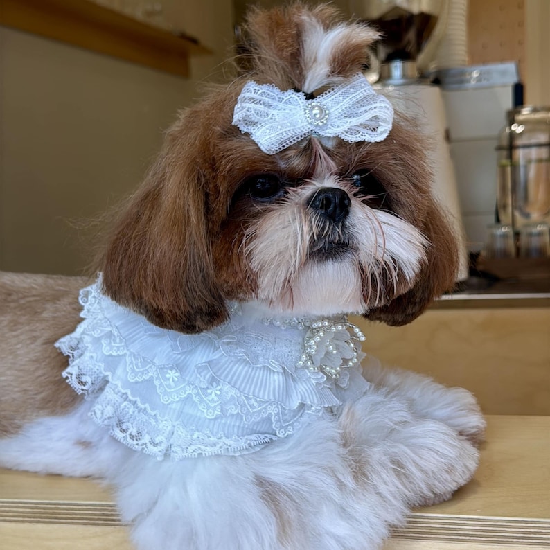 May include: A brown and white Shih Tzu dog wearing a white lace collar with a floral pearl accent and a matching white lace hair bow with a central pearl embellishment. The dog has long, soft fur and is positioned in a resting, forward-facing pose.
