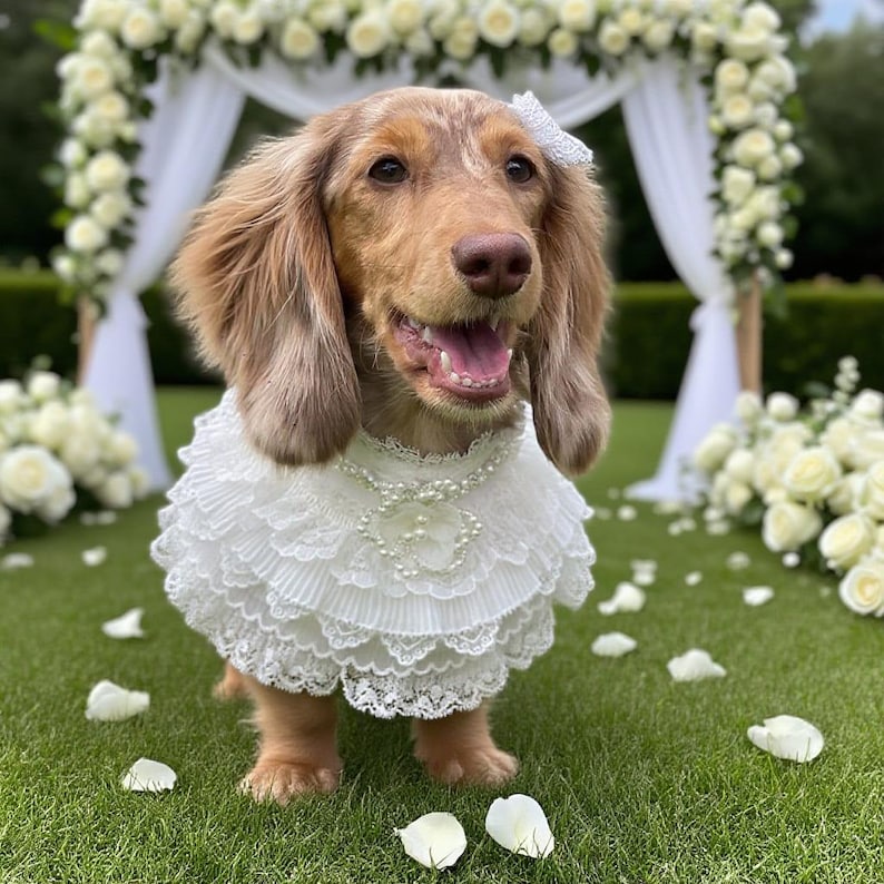 May include: A long-haired dachshund wearing a white lace ruffled collar with a pearl-beaded accent and a small white hair clip. The dog has light brown fur and is positioned outdoors on a green lawn with white flower petals scattered around.