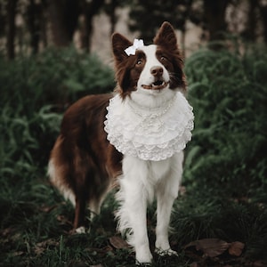 May include: A brown and white dog wearing a white multi-layered lace ruff collar adorned with a string of white pearls and a matching white lace bow hair accessory attached to the top of its head, featuring intricate scalloped lace edges.