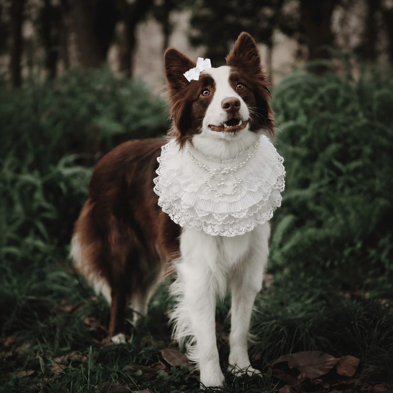 May include: A brown and white dog wearing a white multi-layered lace ruff collar adorned with a string of white pearls and a matching white lace bow hair accessory attached to the top of its head, featuring intricate scalloped lace edges.