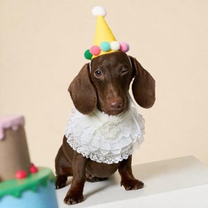 May include: A brown dachshund wearing a yellow party hat topped with a white pom-pom and decorated with colorful pom-poms around the base, paired with a white lace ruffled collar featuring a delicate pearl-like beaded necklace detail.