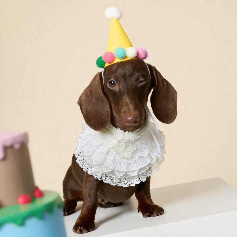 May include: A brown dachshund wearing a yellow party hat topped with a white pom-pom and decorated with colorful pom-poms around the base, paired with a white lace ruffled collar featuring a delicate pearl-like beaded necklace detail.