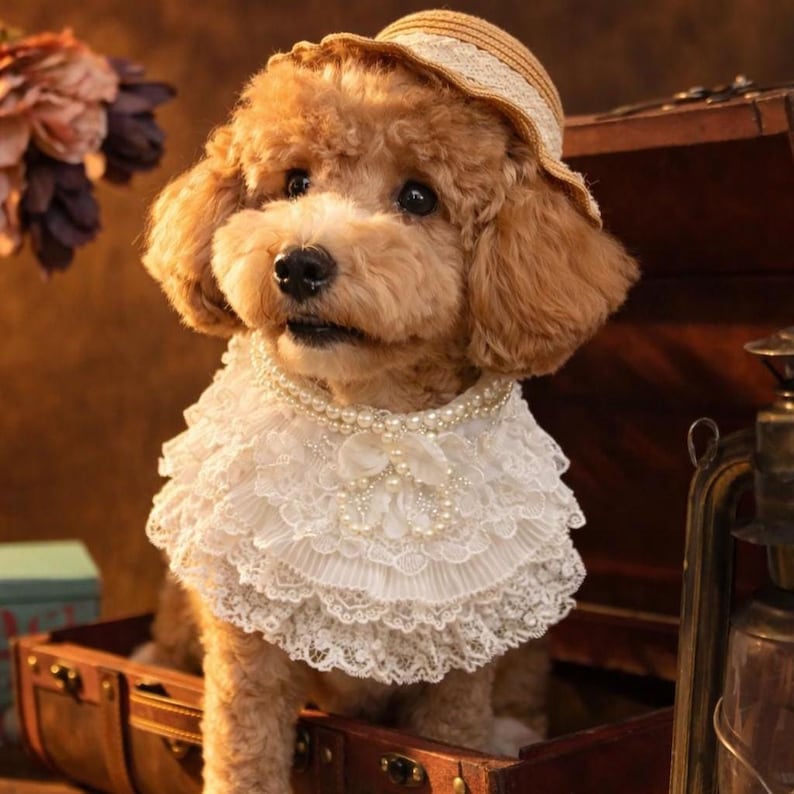 May include: A light brown poodle wearing a tan straw hat with a lace trim and a white multi-layered lace collar featuring a pearl necklace accent. The collar has intricate floral embroidery and a central bow detail made of matching white lace.