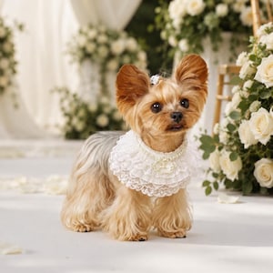 May include: A small Yorkshire Terrier dog with long tan and grey fur, wearing a white multi-layered lace collar adorned with a string of pearls and a central decorative oval pendant. The dog has a small white bow accessory attached to its head.