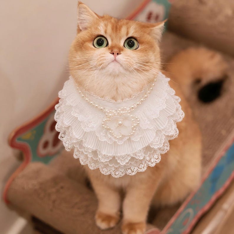 May include: A ginger cat wearing a white multi-layered lace collar featuring a scalloped edge and a central floral accent adorned with small white pearls. The collar is designed with delicate pleated fabric and a pearl-beaded trim.