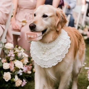 May include: A golden retriever wearing a white lace collar with pearl accents around its neck. The dog is holding a small, rectangular, light pink velvet ring box in its mouth. The collar features multiple layers of pleated lace trim.