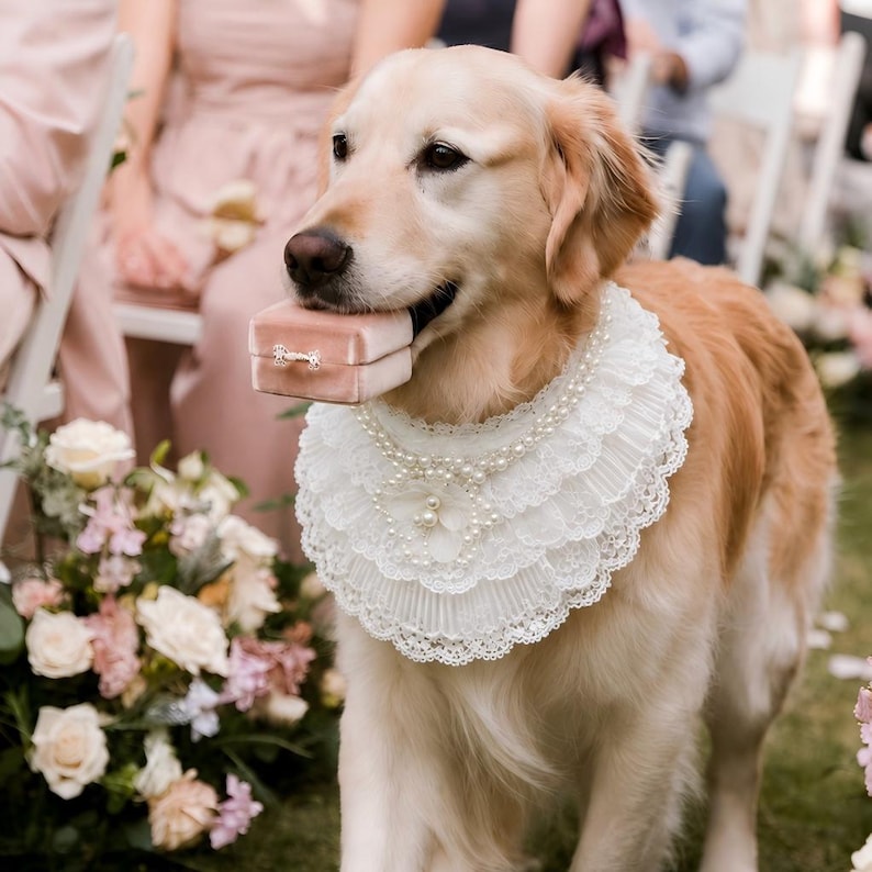 May include: A golden retriever wearing a white lace collar with pearl accents around its neck. The dog is holding a small, rectangular, light pink velvet ring box in its mouth. The collar features multiple layers of pleated lace trim.