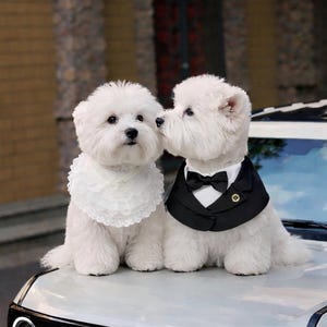 May include: Two white West Highland White Terrier dogs sitting on a car hood. One dog wears a white lace ruffled collar with a pearl accent. The other dog wears a black tuxedo-style collar with a white shirt front, a black bow tie, and a gold pin.