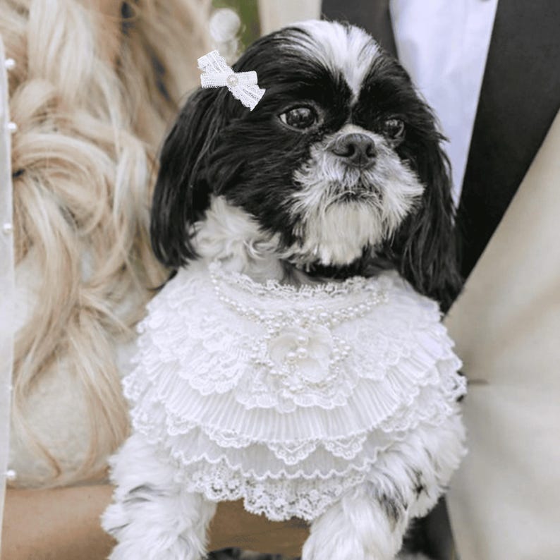 May include: A black and white Shih Tzu dog wearing a white lace collar with layered ruffles, pearl accents, and a central floral detail. The dog also features a small white lace hair bow with a pearl center attached to its head fur.