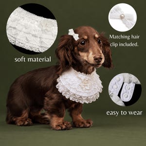 May include: A brown long-haired dachshund wearing a white ruffled lace collar with pearl accents and a matching white lace hair clip. The collar features a soft material and includes snap button closures for easy wear as shown in the image.