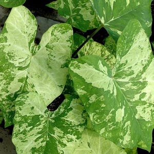 Caladium Frosch im Mixer