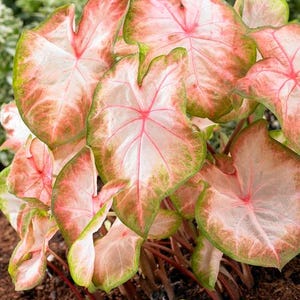 Caladium Kathleen