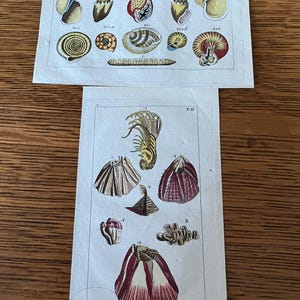 May include: Two antique botanical prints featuring detailed illustrations of various seashells. The top print showcases a variety of shells in shades of yellow, brown, and white. The bottom print displays more shell varieties in red, brown, and gold.