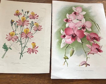 Vintage Botanical Floral Book Prints Schizanthus retusus and Dendrobium Phalaenopsis