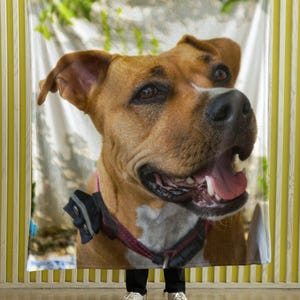 May include: A brown and white dog with a pink collar and black harness is featured on a blanket. The dog has its mouth open, tongue out, and appears to be smiling. The blanket is held up by a person wearing black pants and white sneakers.