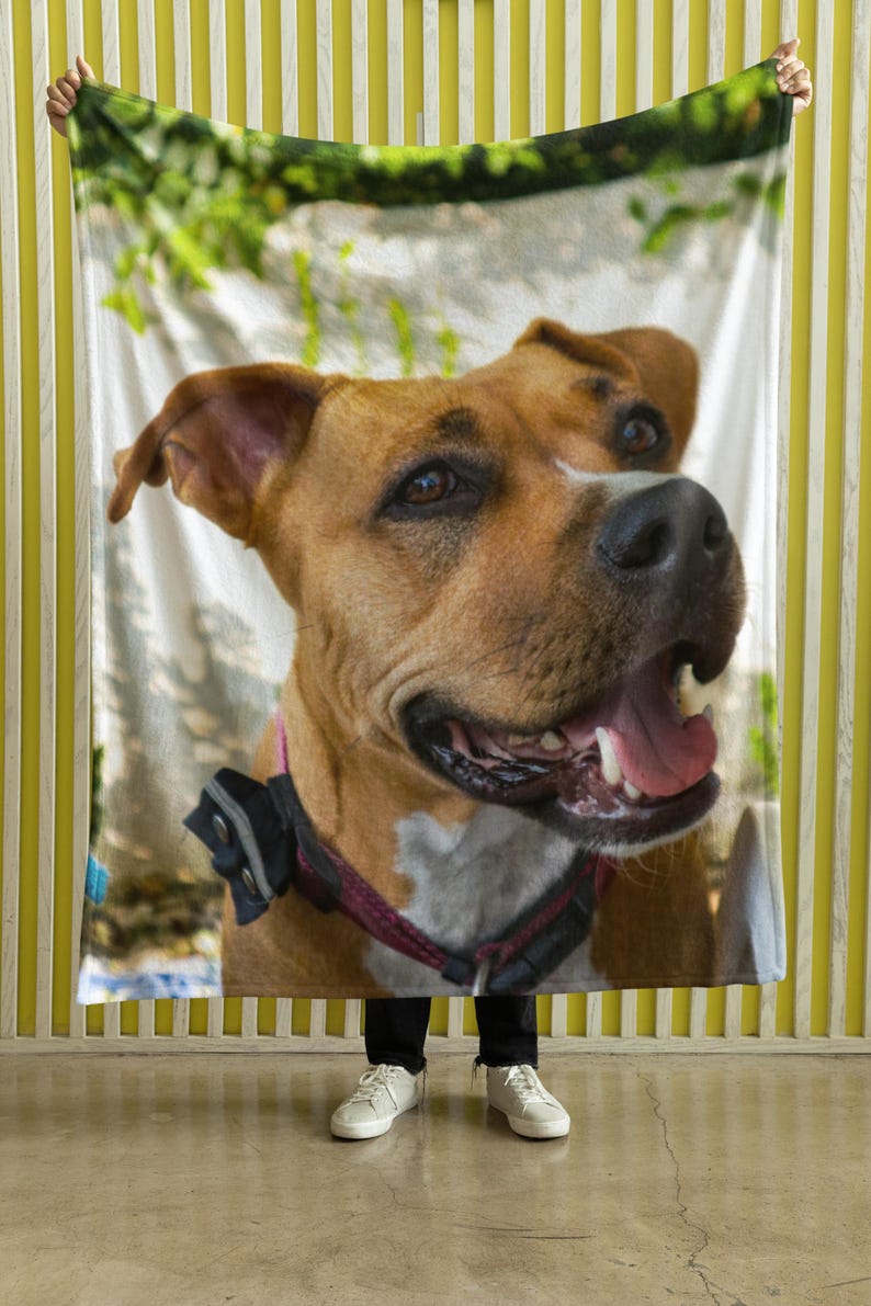 May include: A brown and white dog with a pink collar and black harness is featured on a blanket. The dog has its mouth open, tongue out, and appears to be smiling. The blanket is held up by a person wearing black pants and white sneakers.