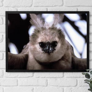 Póster enmarcado de Perú: Águila arpía joven en la selva amazónica, arte de los años 70, selva amazónica, amantes de la vida silvestre, fotografía de naturaleza, regalo para él.