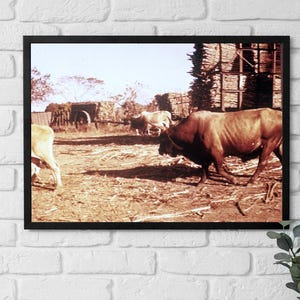 Oprawiony plakat Kuba, Ogromne woły z wozami z trzciną cukrową, wieś Kuba, lata 60. XX wieku, Sztuka, Pola trzciny cukrowej, Rolnictwo kubańskie, Fotografia artystyczna
