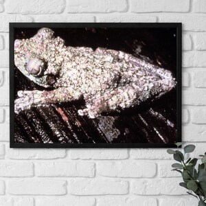 Póster enmarcado de Perú, Rana de la selva amazónica, arte de los años 70, Selva amazónica, Amantes de la vida silvestre, Fotografía de naturaleza, Regalo artístico para amantes de los animales.