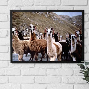 Póster enmarcado de Bolivia, Manada de llamas en la carretera, arte de los años 70, altiplano andino, pared de manada de llamas, paisaje rústico, arte mural vintage, decoración para el hogar y la oficina.