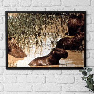 Póster enmarcado Perú, Capibara, el roedor más grande del mundo en el río Amazonas, arte de los años 70, amantes de la vida silvestre, fotografía de naturaleza, regalo artístico para ella/él