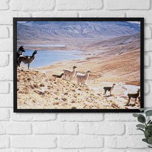 Póster enmarcado de Bolivia, Familia de llamas en una ladera, arte mural de los años 70, arte vintage, decoración para el hogar y la oficina, listo para colgar, regalo para amantes de los animales.