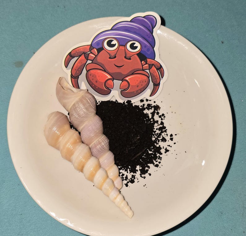 Peut inclure: Une assiette blanche contient un autocollant de bernard-l'ermite de dessin anim&eacute; portant un chapeau violet, deux coquillages en spirale et un tas de substrat noir. Le crabe est rouge avec un visage souriant. Les coquillages sont cr&egrave;me et lavande.