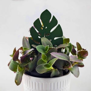 Single leaf monstera plant trellis garden stake in green in a green and purple plant.