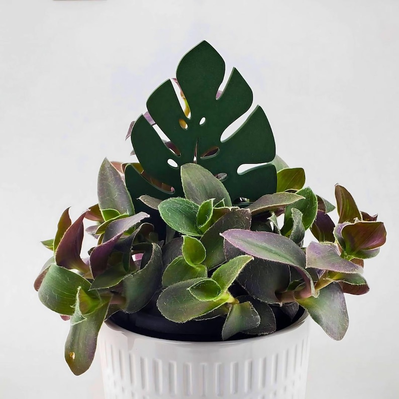 Single leaf monstera plant trellis garden stake in green in a green and purple plant.
