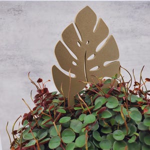 Single leaf monstera plant trellis garden stake in tan in a green and red plant.