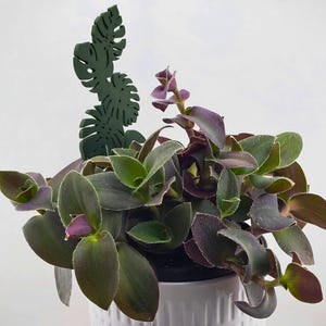 Six leaf monstera plant trellis garden stake in green in a green and purple plant.