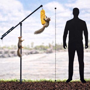 May include: A black metal squirrel feeder with a corn cob hanging from it. Two squirrels are climbing on the feeder, one on the pole and the other on the corn. A silhouette of a person stands nearby.
