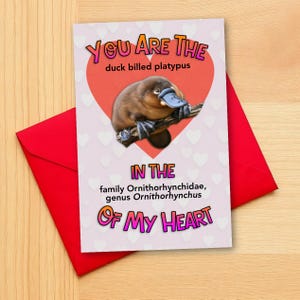 Platypus Valentine&#39;s Day Card, 6x4 Duck Billed Platypus Card, Cute Animal Funny Valentine Taxonomy Zoology, Australia Quirky Weird