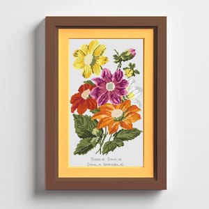 Puede incluir: Un bordado de punto de cruz enmarcado de dalias coloridas. Las flores son en tonos de amarillo, naranja, rojo y morado, con hojas verdes. El texto "SINGLE DAHLIA DAHLIA VARIABILIS" está en la parte inferior. El marco es marrón con un borde interior amarillo.