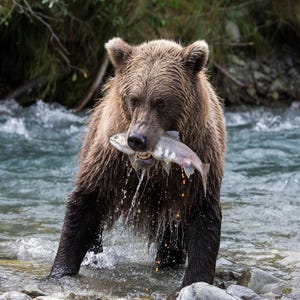 Wildlife Feast: Grizzly with Salmon, Katmai Peninsula, Alaska