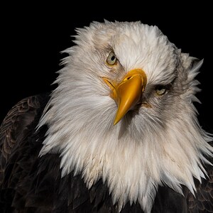 Sguardo penetrante: la maestosità di un&#39;aquila calva, ritratto di aquila calva, Sitka, Alaska