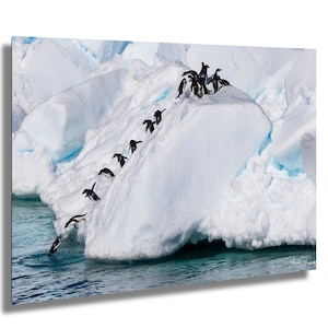 Penguin Plunge, Adele Penguins on Iceberg, Antarctica