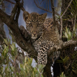 May include: A young leopard cub with brown and black spots is perched on a tree branch. The cub is looking directly at the camera with its head tilted slightly to the side. The background is a blurry image of green leaves and a blue sky.