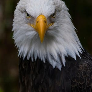 Sguardo dell&#39;aquila: una presenza potente, ritratto di aquila calva