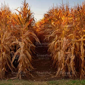 May include: A field of tall, dried corn stalks in shades of brown and gold, illuminated by sunlight. The image shows rows of corn stalks, creating a path leading into the distance. The sky is a pale blue.