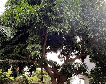 Hojas de mango de Ghana