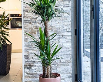 May include: A Yucca plant with long, green, spiky leaves and a brown trunk, potted in a light pink cylindrical pot. The background features a textured, light-coloured stone wall and a large window. The plant is approximately 150 cm tall.
