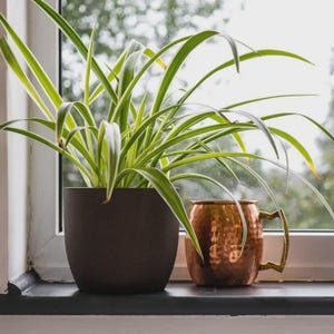 rare sansevieria Sansevieria Suffruticosa Frosty Spears | organically grown succulent plants main image 0