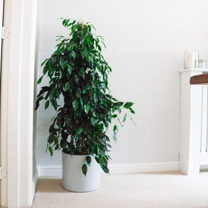 May include: A tall ficus plant with lush, dark green foliage, housed in a pale grey cylindrical pot. The plant stands against a white wall, offering a fresh, natural look. The leaves hang down, adding a touch of elegance. The pot is approximately 40 cm in diameter.